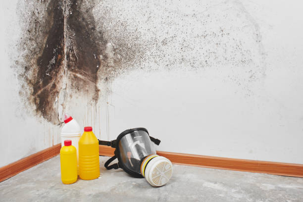 Best Post-Flood Mold Remediation in USA