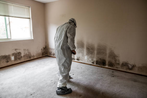 Best Mold Remediation for Specific Building Types in USA